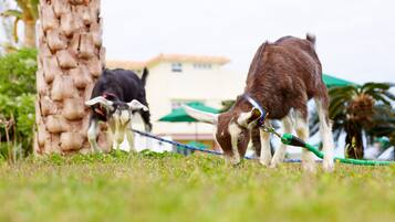 Two goats grazing on grass with a rope leash, a palm tree, and a building in the background.