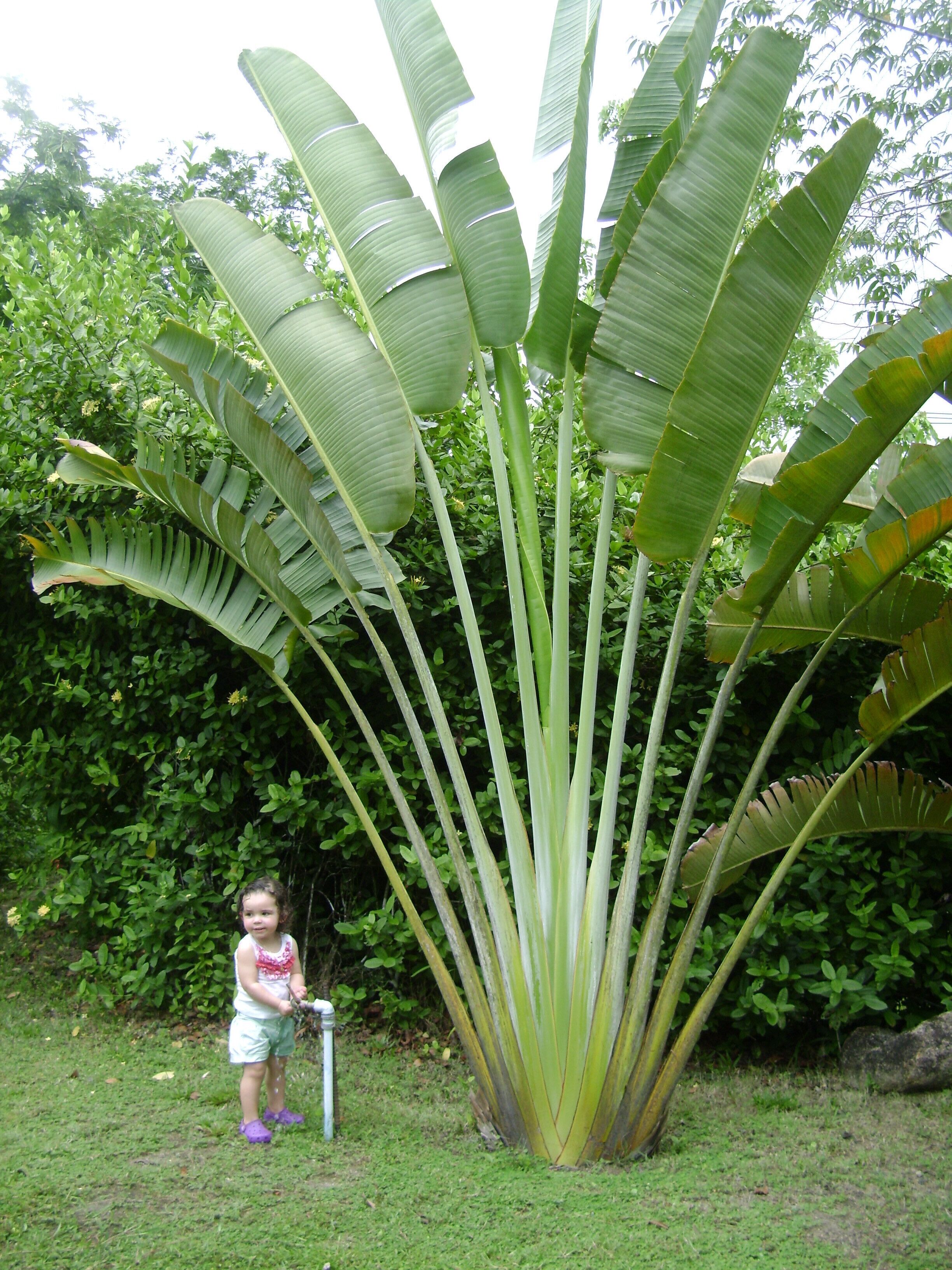 A large banana plant with broad leaves in a garden setting.
