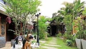 A garden pathway with stone steps leading to a house entrance, surrounded by lush greenery and a dog sitting by the door. - Baan Fern Talay (Cha-am)
