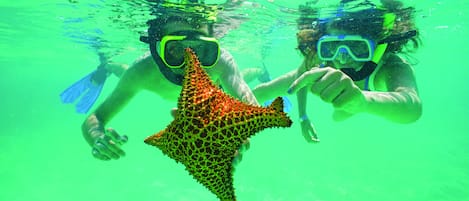 Two people snorkeling underwater with a starfish.