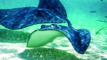 Two stingrays swimming underwater.