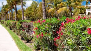 A row of palm trees with green fronds and coconuts, a paved walkway, and pink flowering plants.
