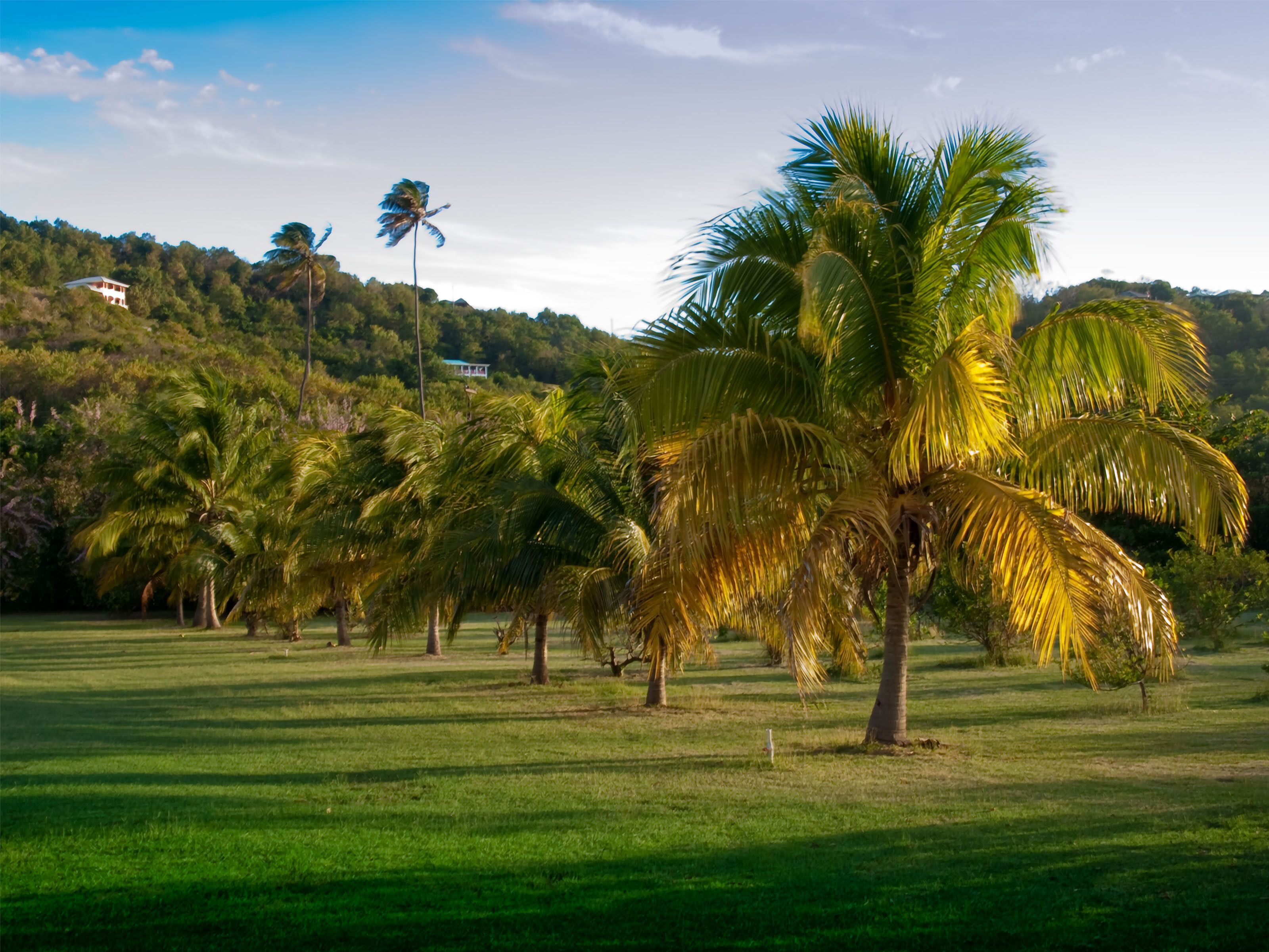 A grassy area with several palm trees and a building in the background.