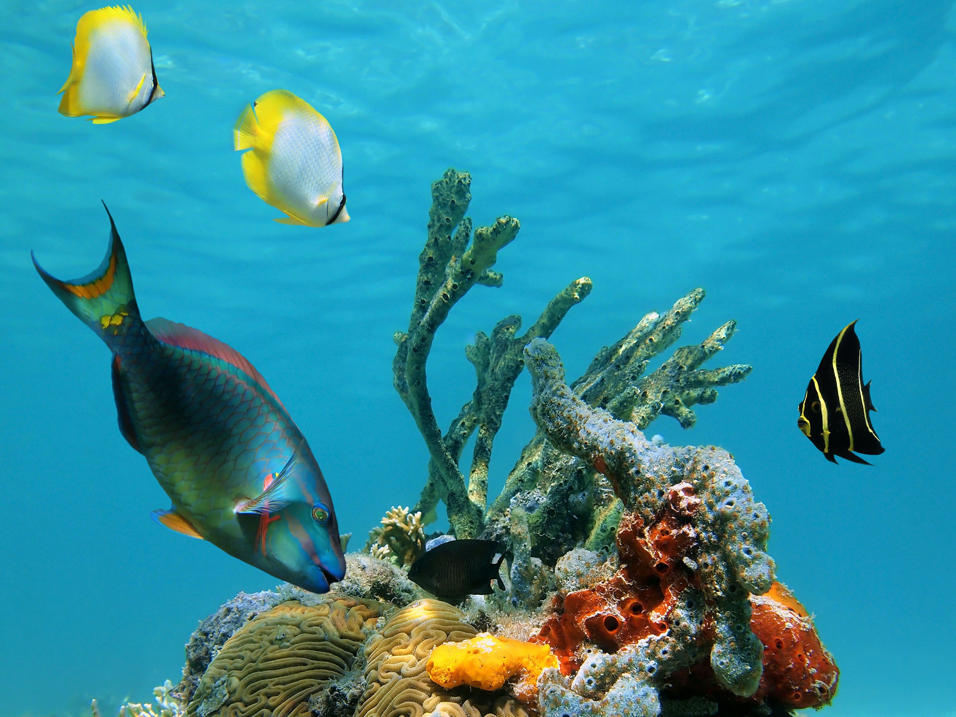 An underwater scene with various fish and coral formations.