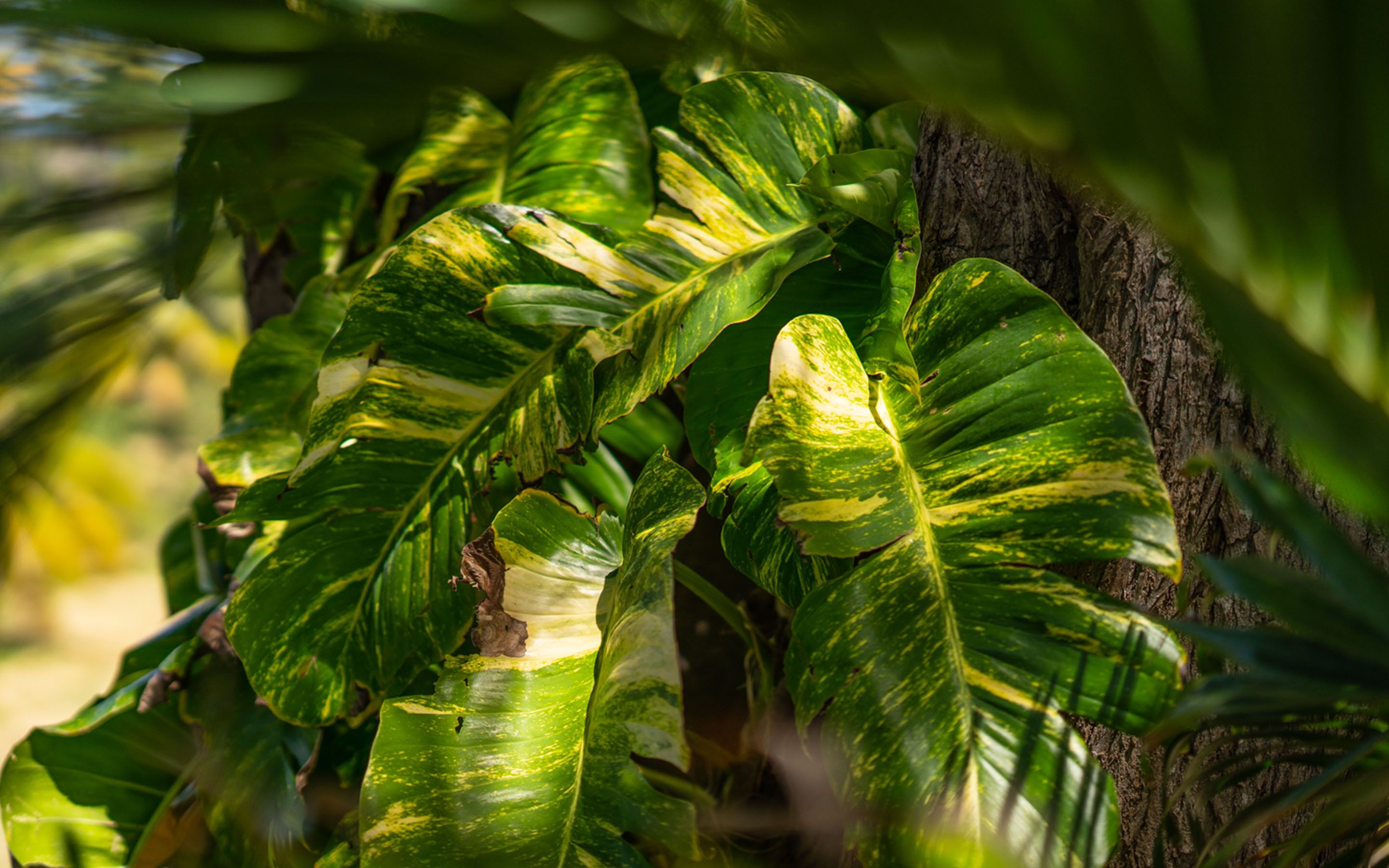 A close-up of large, variegated leaves of a plant, likely a banana plant, with a rough tree trunk in the background.