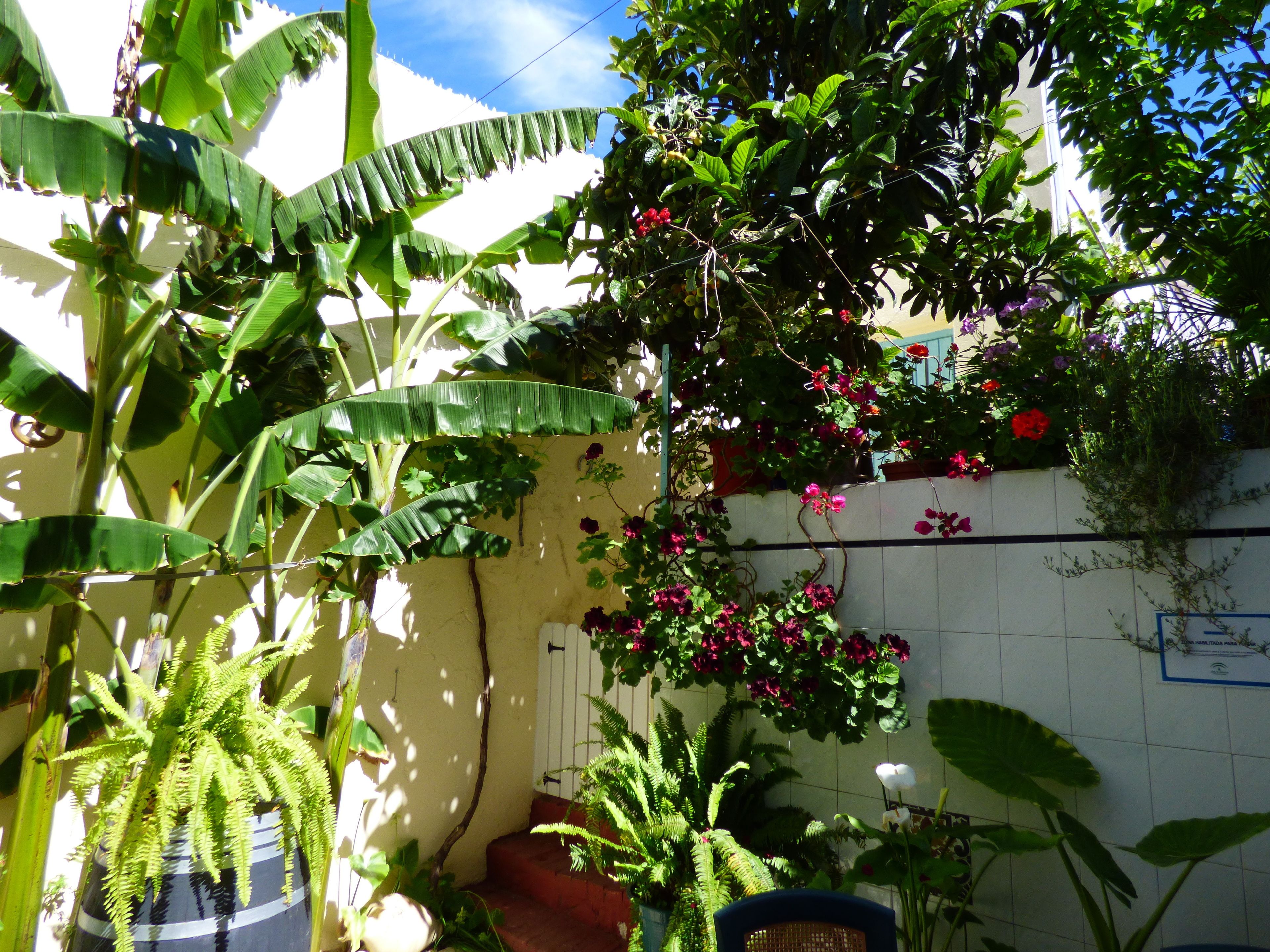 Un jardin agrémenté de bananiers, d’arbustes en fleurs et d’un mur recouvert de carreaux.