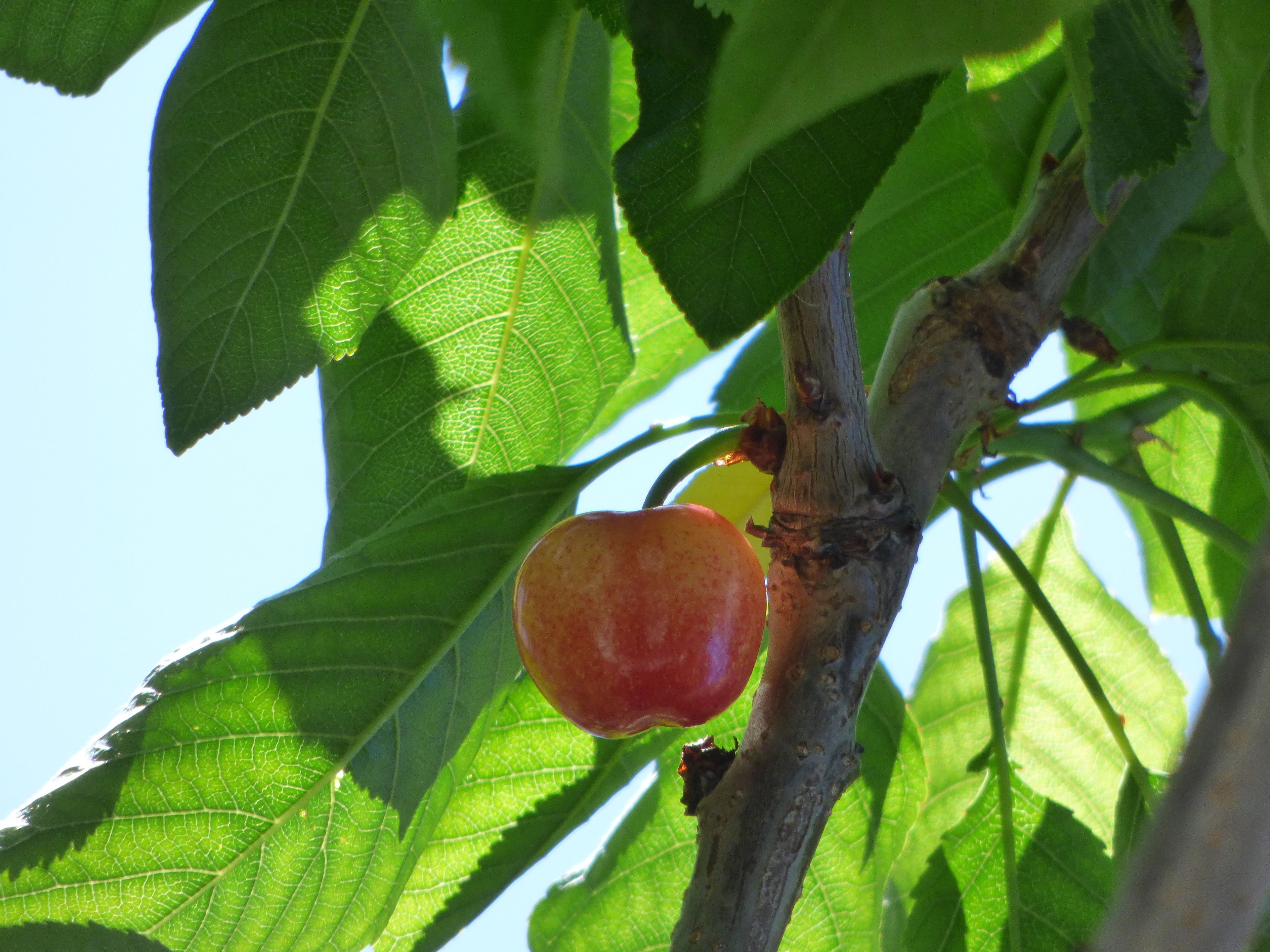 Una manzana colgando de una rama con hojas verdes.