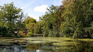 Een vredig vijver met waterlelies, omgeven door weelderige bomen en een houten brug.