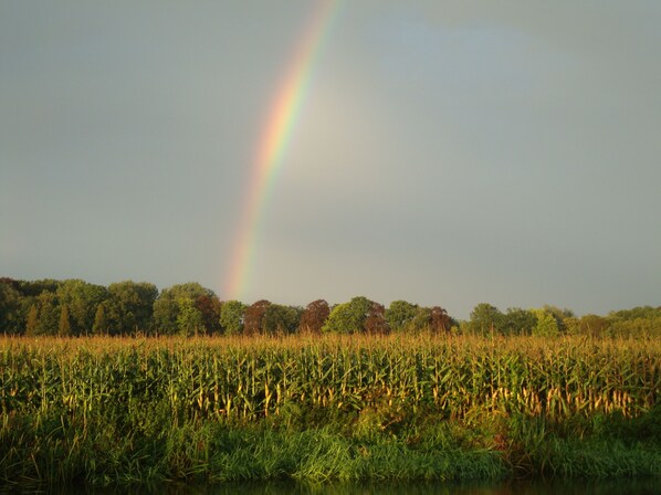 Een maisveld met een regenboog op de achtergrond.