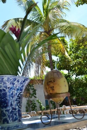 Property grounds - Pacot Breeze (Port-au-Prince)