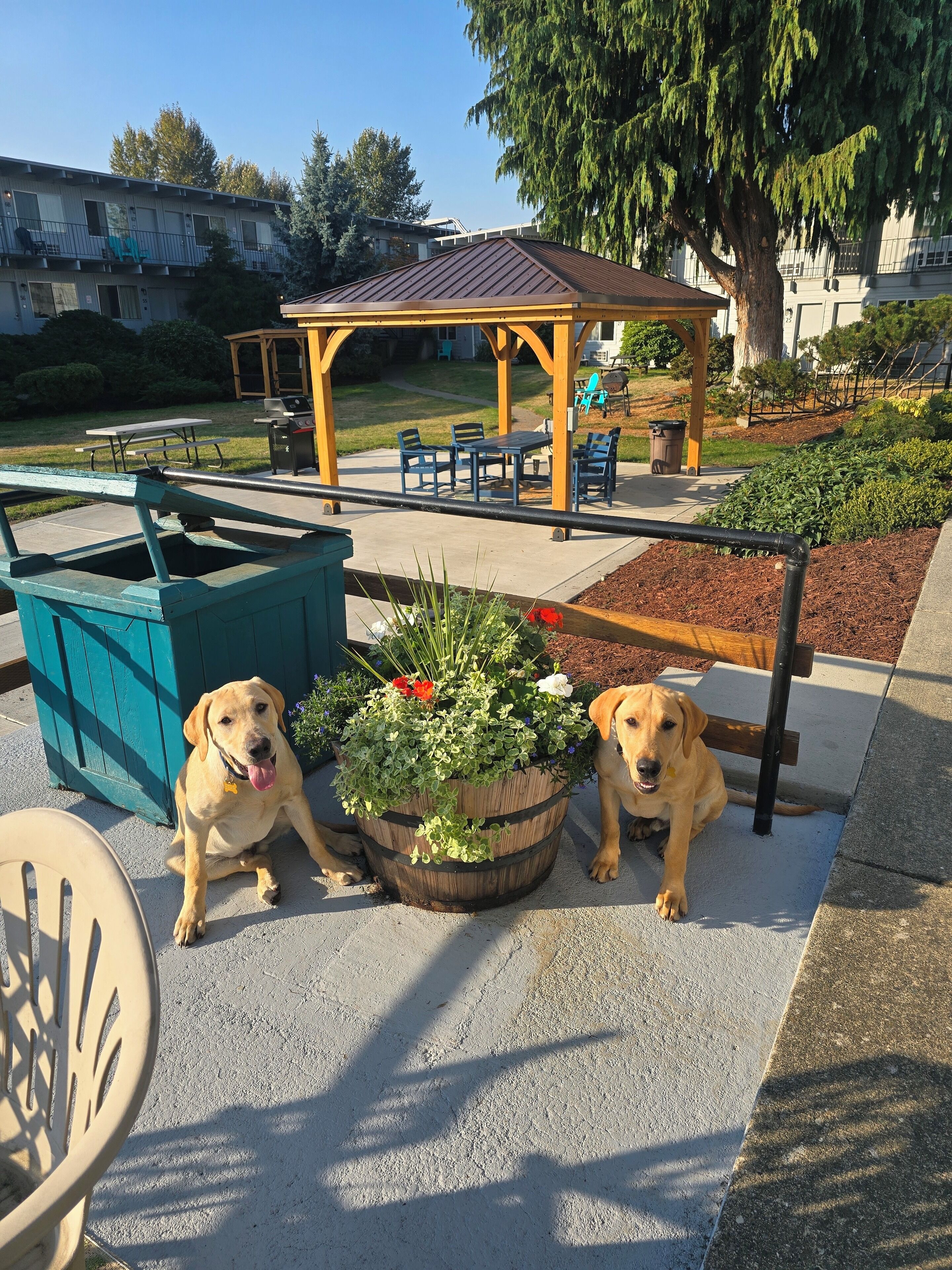 Two dogs sitting near a planter with flowers and a gazebo in the background.