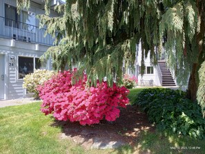 Un edificio residencial con balcón, un arbusto floreciente de color rosa y una escalera que conduce a un piso superior.