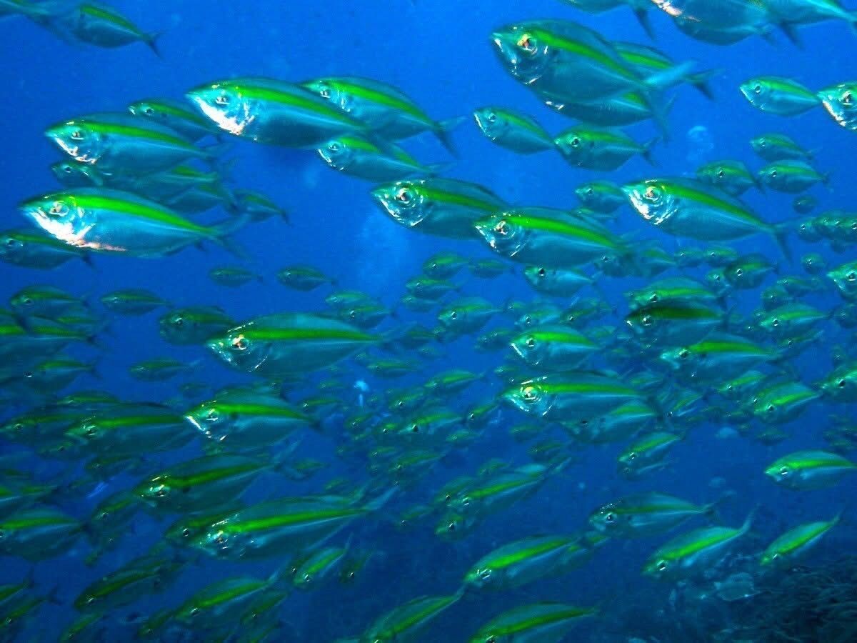 A school of fish swimming in the ocean.