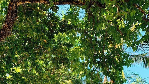Unclassified image, 1 of 133, button - Coral Resort (Ko Chang)