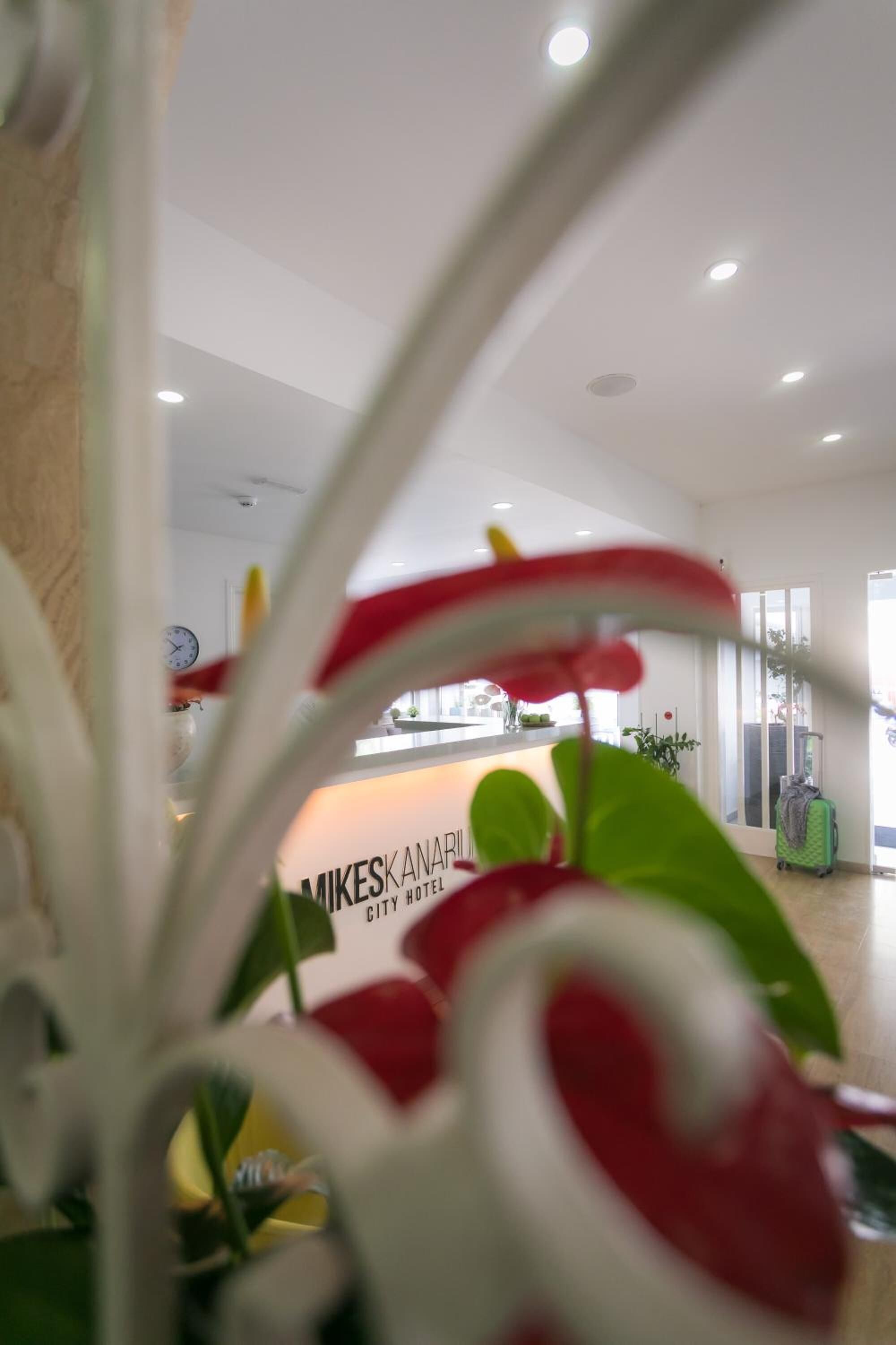 Foto - Mikes Kanarium City Hotel