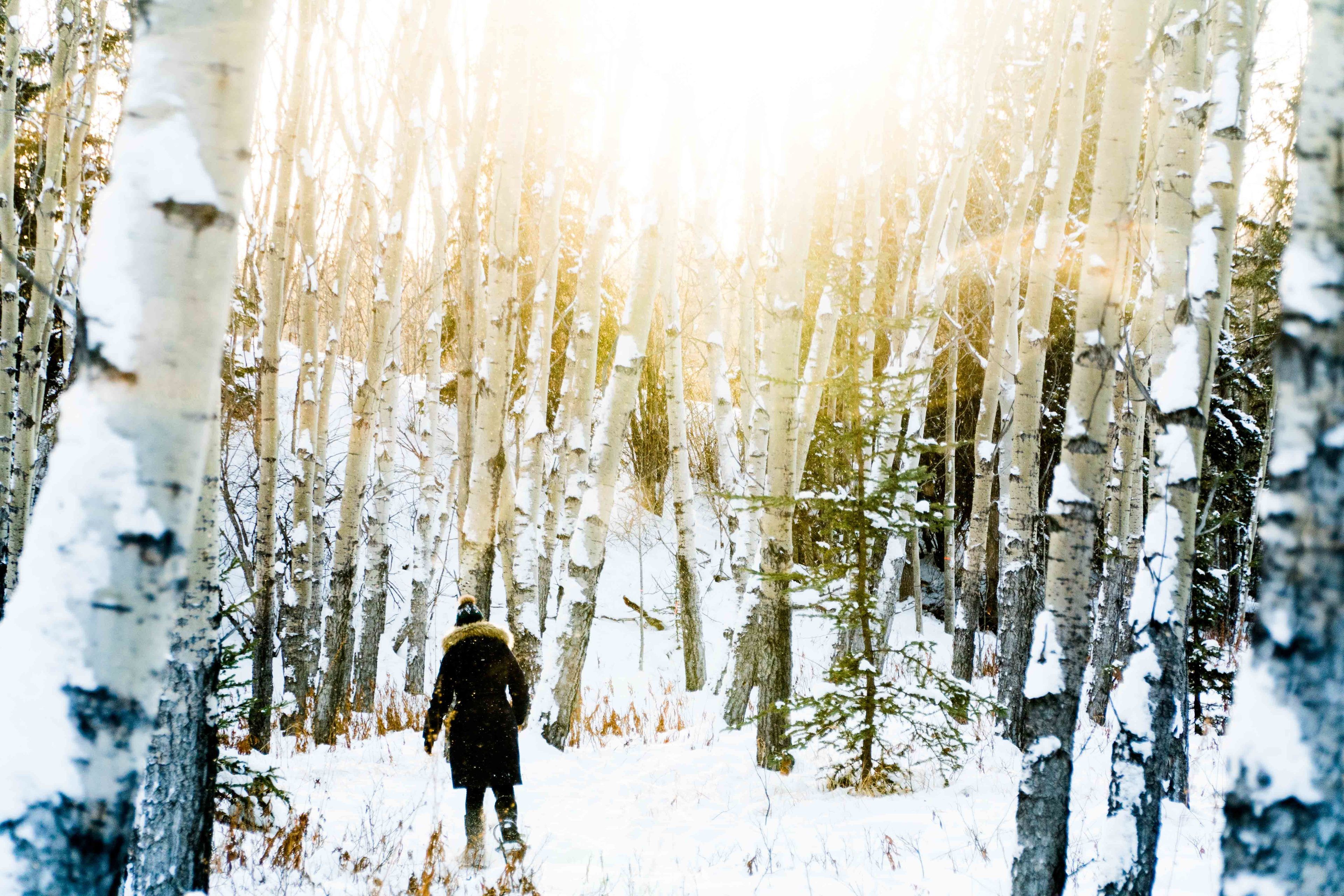Uma pessoa caminhando por uma floresta nevada com bétulas.