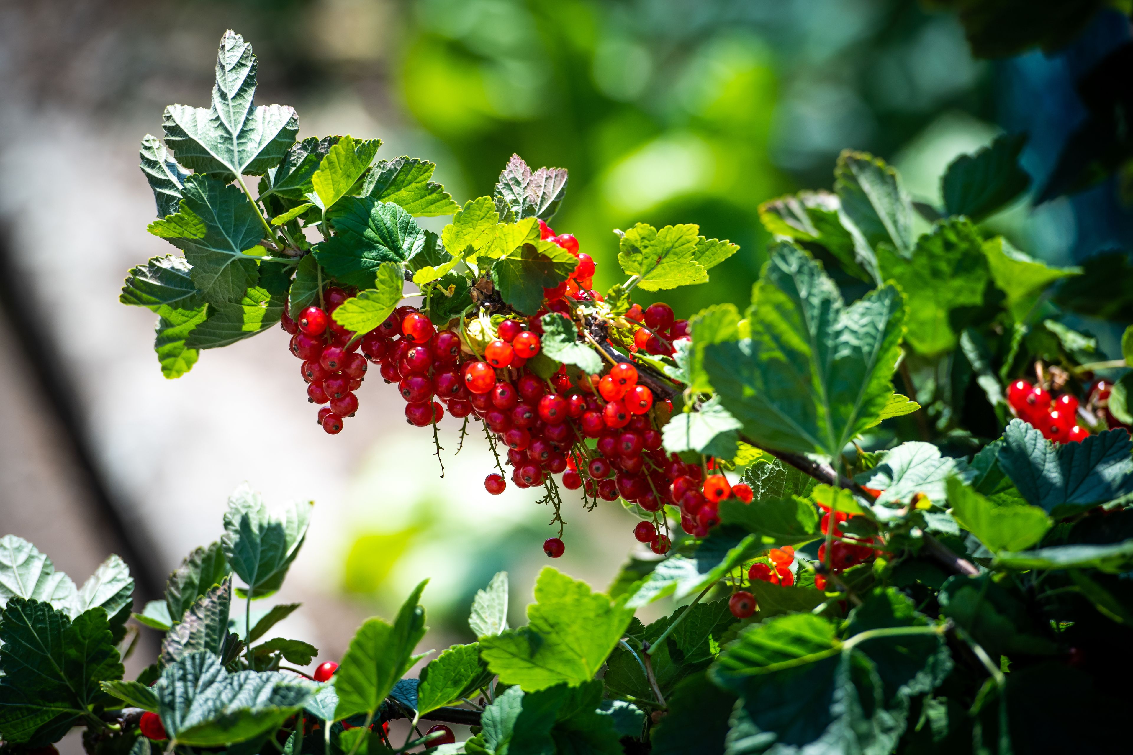 A close-up of red berries on a plant with green leaves.
