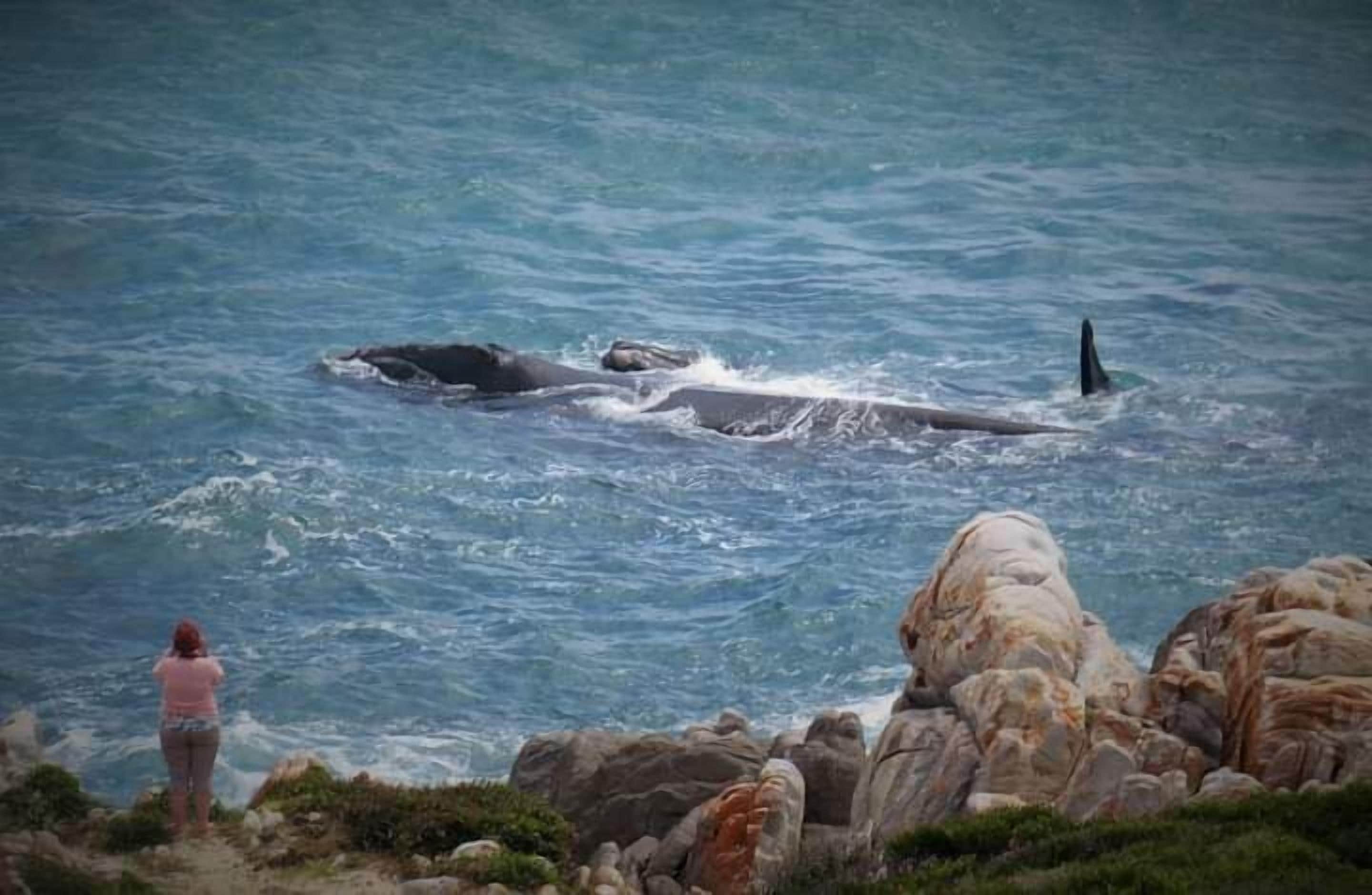 A person observing a whale in the ocean from a rocky shoreline.