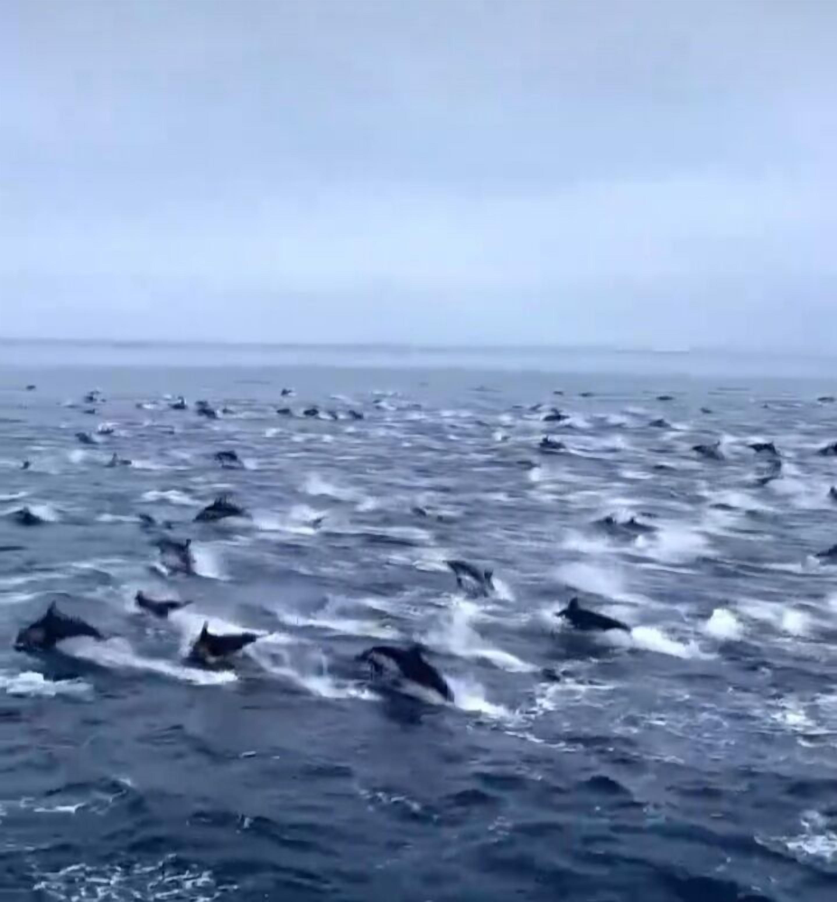 A large body of water with numerous dolphins swimming.