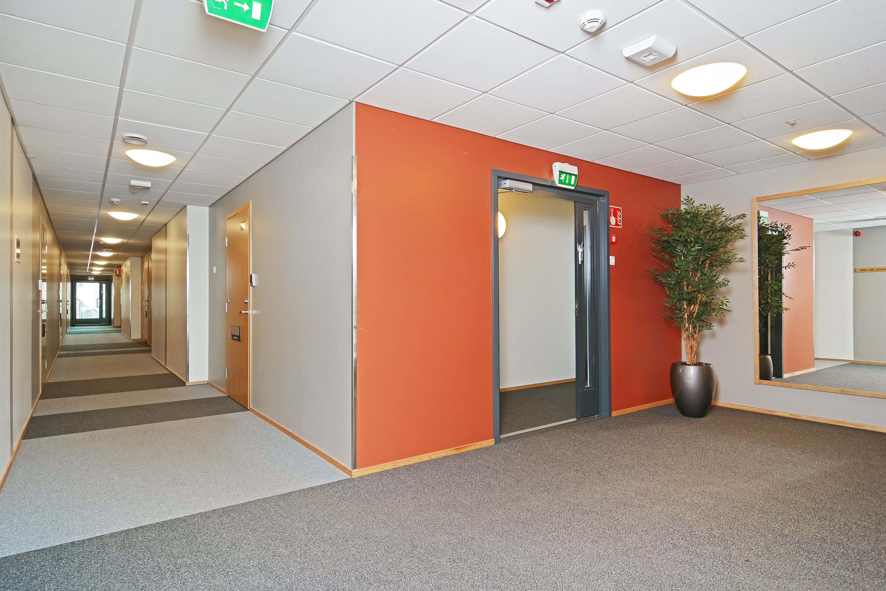 A hallway with an orange accent wall, a potted plant, and a mirror.