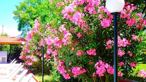 A garden with pink flowers, a gazebo, and white lounge chairs. - The Green Valley Hotel (Fethiye)