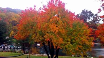 A tree with autumn foliage in a park setting.