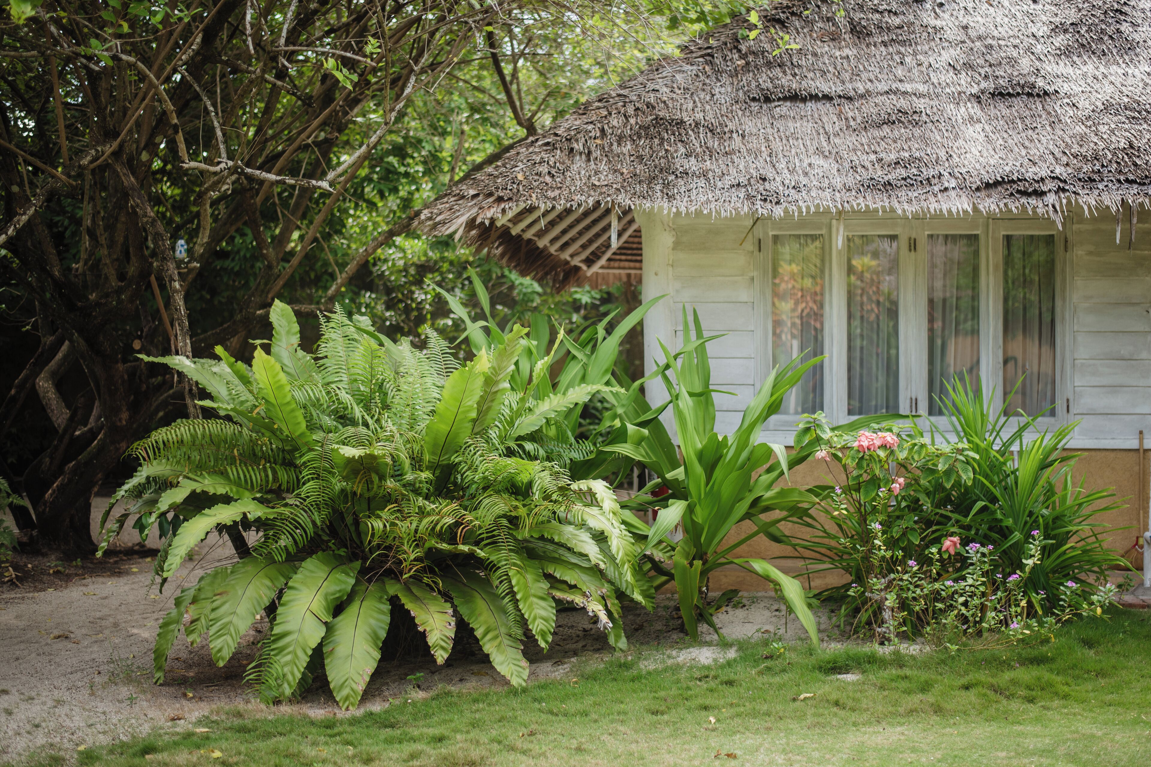 A thatched-roof hut with a white exterior, surrounded by lush greenery and ferns.