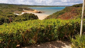 Paisaje costero con playa, abundante vegetación y cielo despejado.