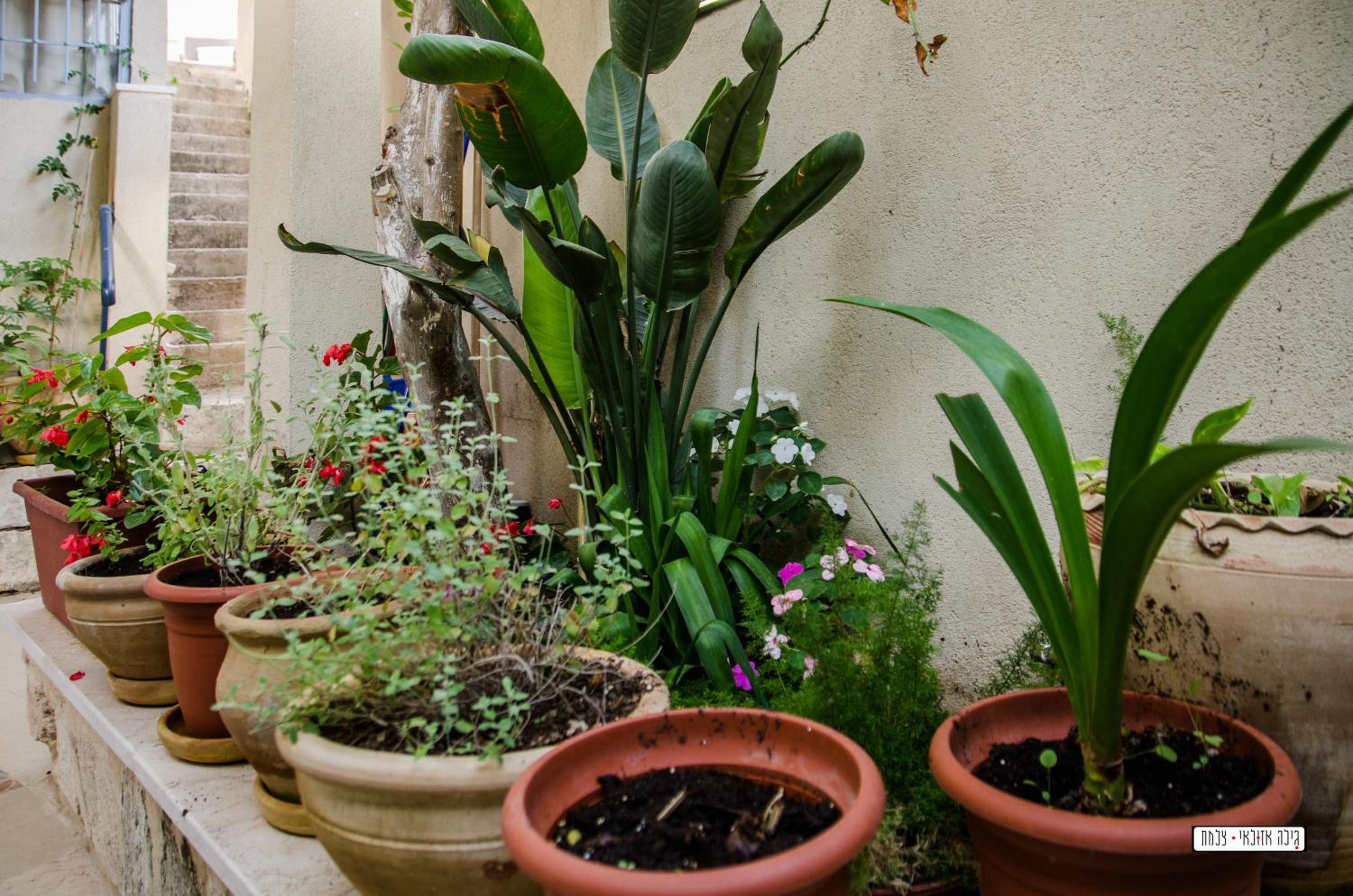 Variedad de plantas en macetas en un balcón con un muro de piedra y una escalera al fondo.