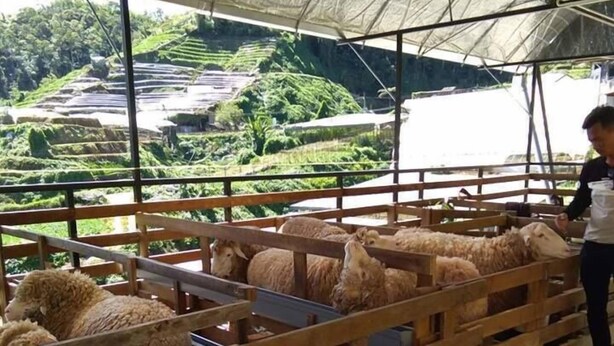 A covered outdoor area with wooden railings and a person feeding sheep. - Kea Valley Hotel Apartment (Brinchang)