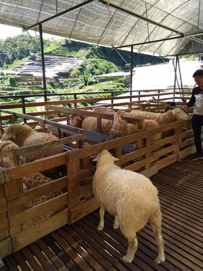 Un espace extérieur abrité, doté de rampes en bois, où une personne nourrit des moutons.