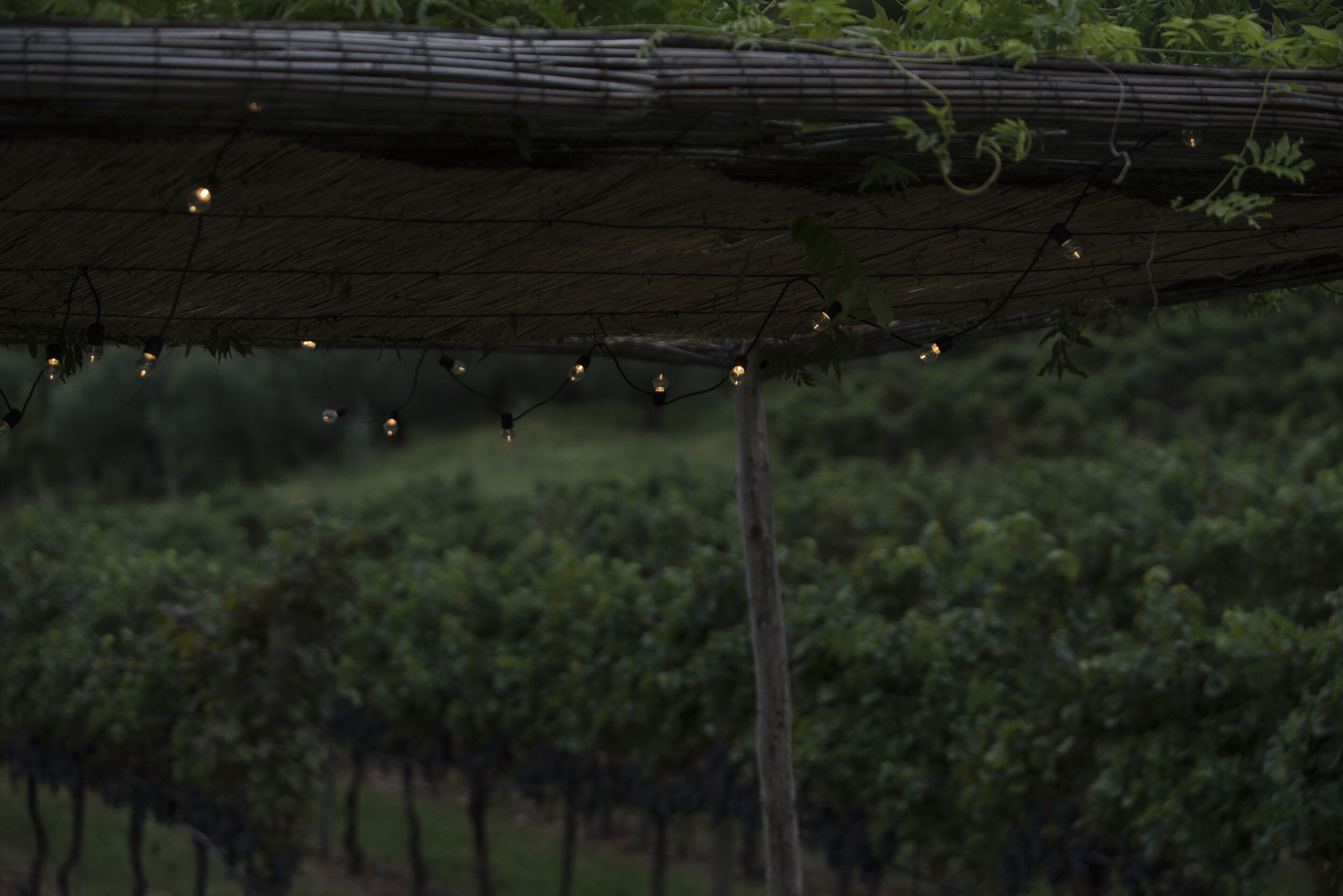 A vineyard with rows of grapevines under a pergola with string lights.