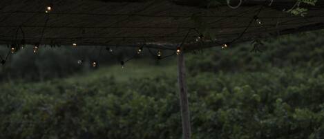 A vineyard with rows of grapevines under a pergola with string lights.