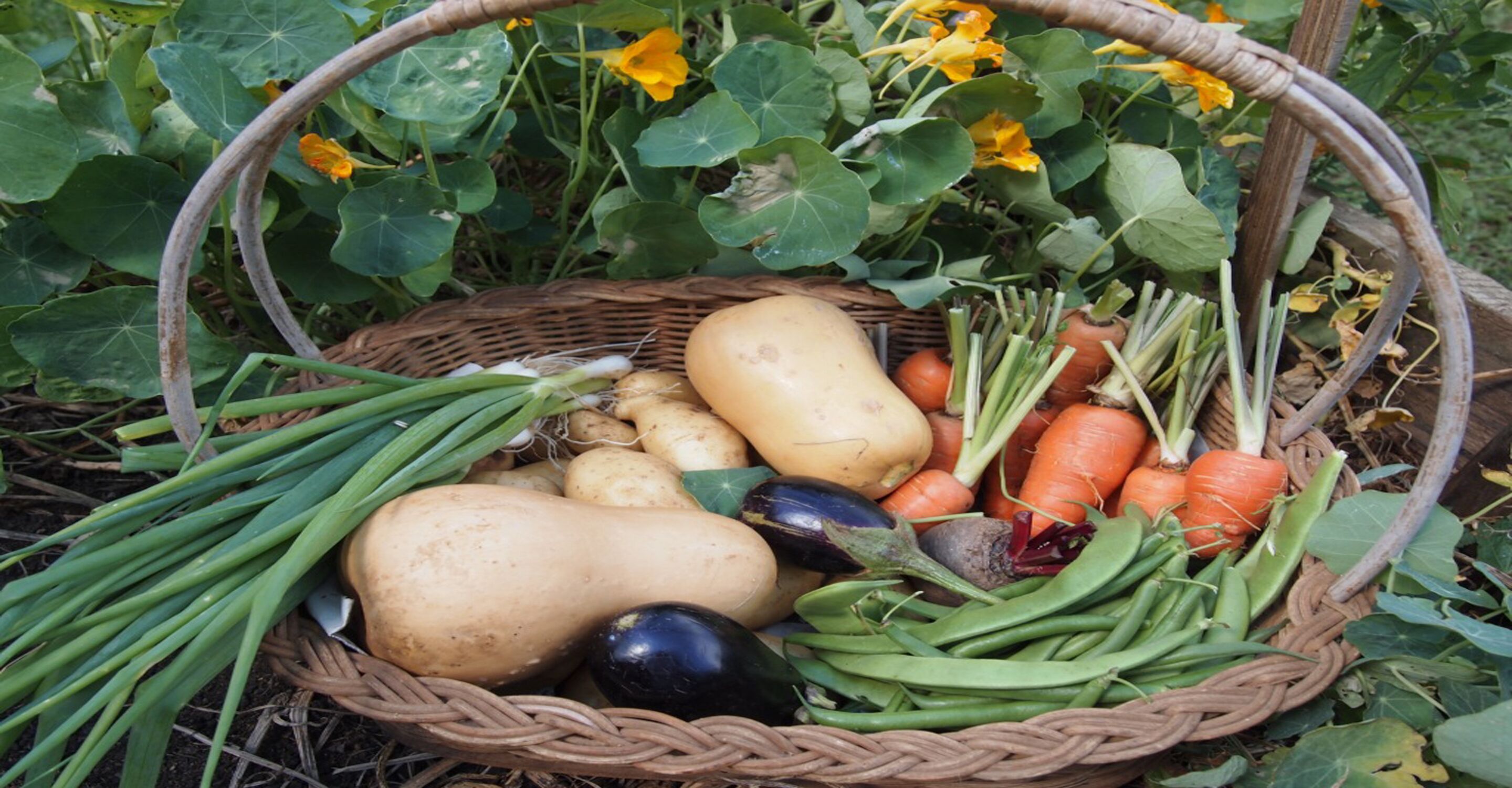 A basket filled with various vegetables including carrots, potatoes, and green beans.