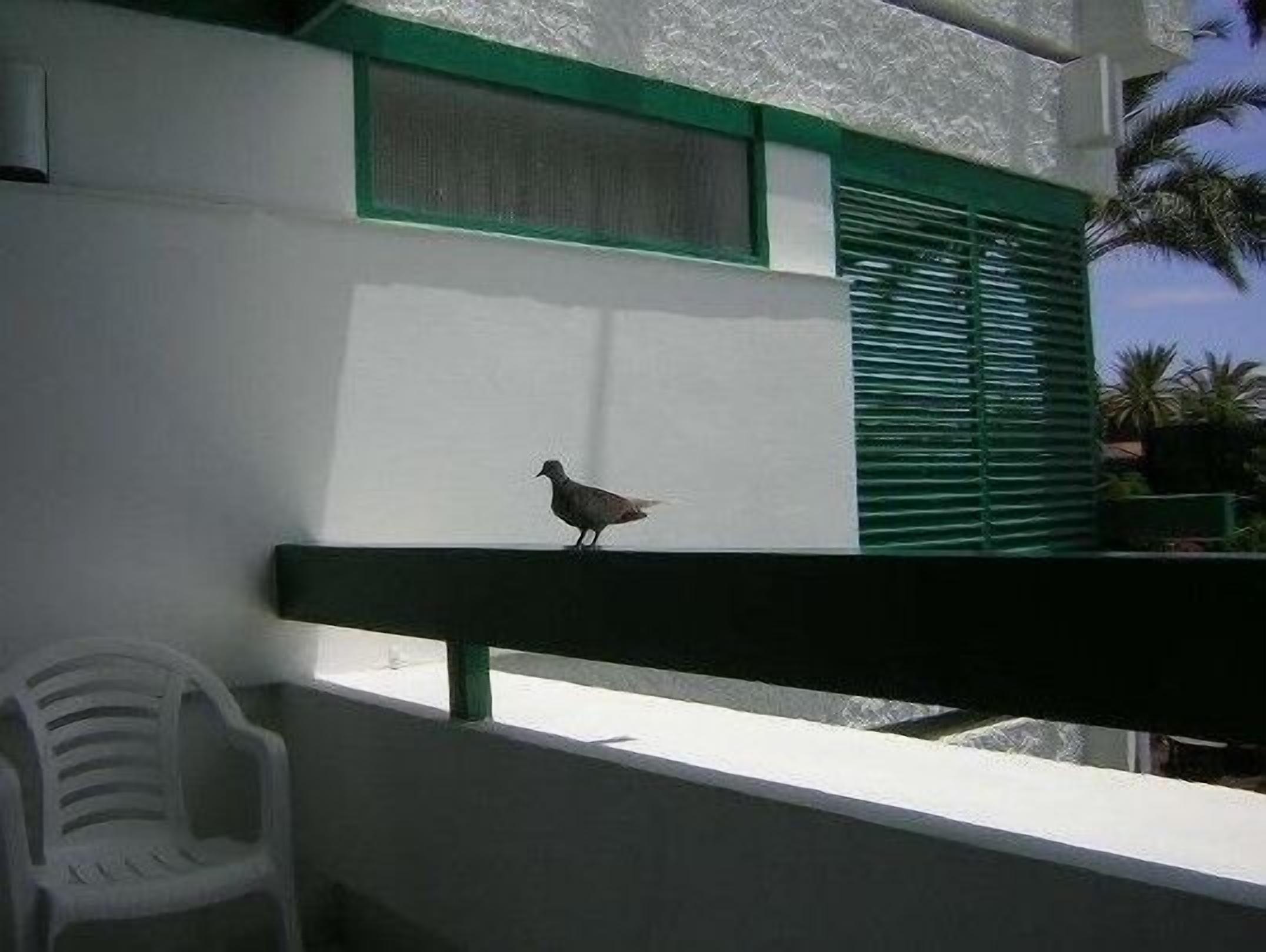Un oiseau était perché sur la rambarde d’un balcon.