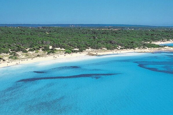 Un paysage côtier avec une plage et une végétation luxuriante.
