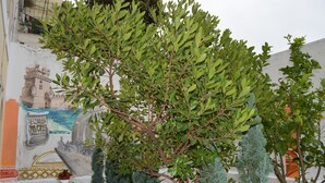 A tree with green leaves in an indoor setting. - Terrace Lisbon Hostel (Lisbon)