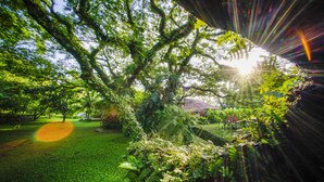 Jardim