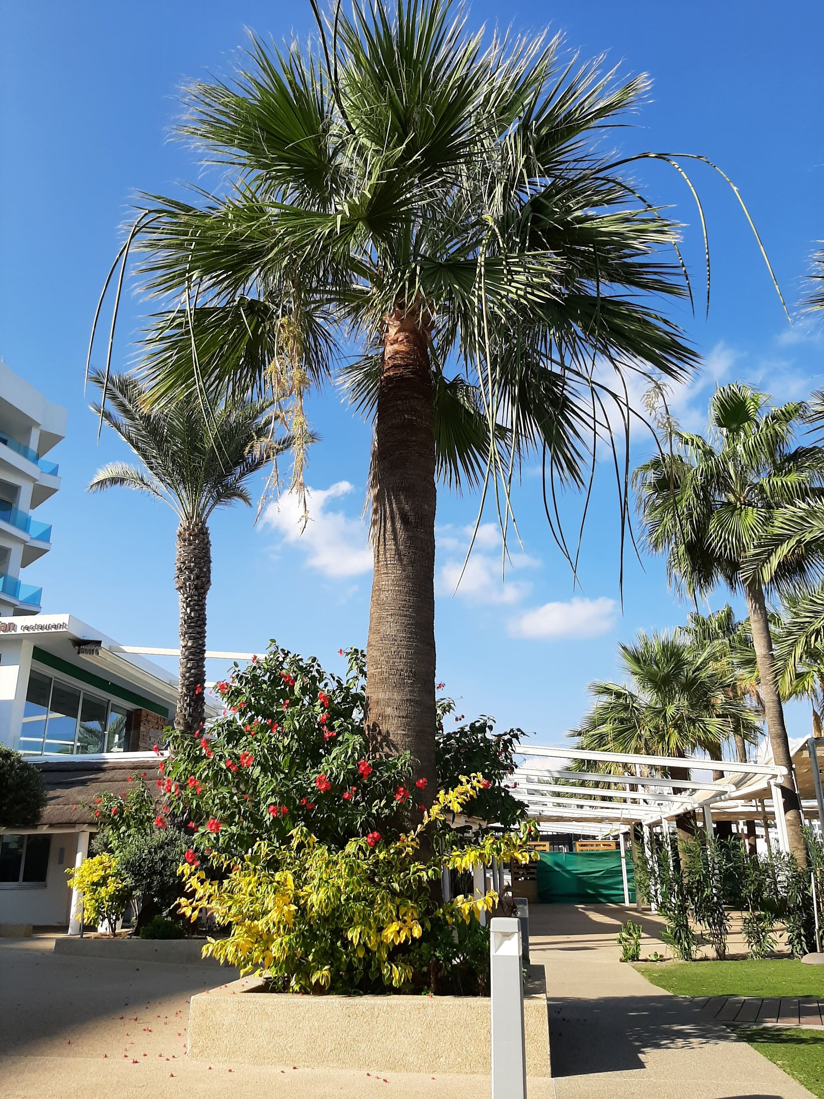 Foto - Vrissaki Beach Hotel