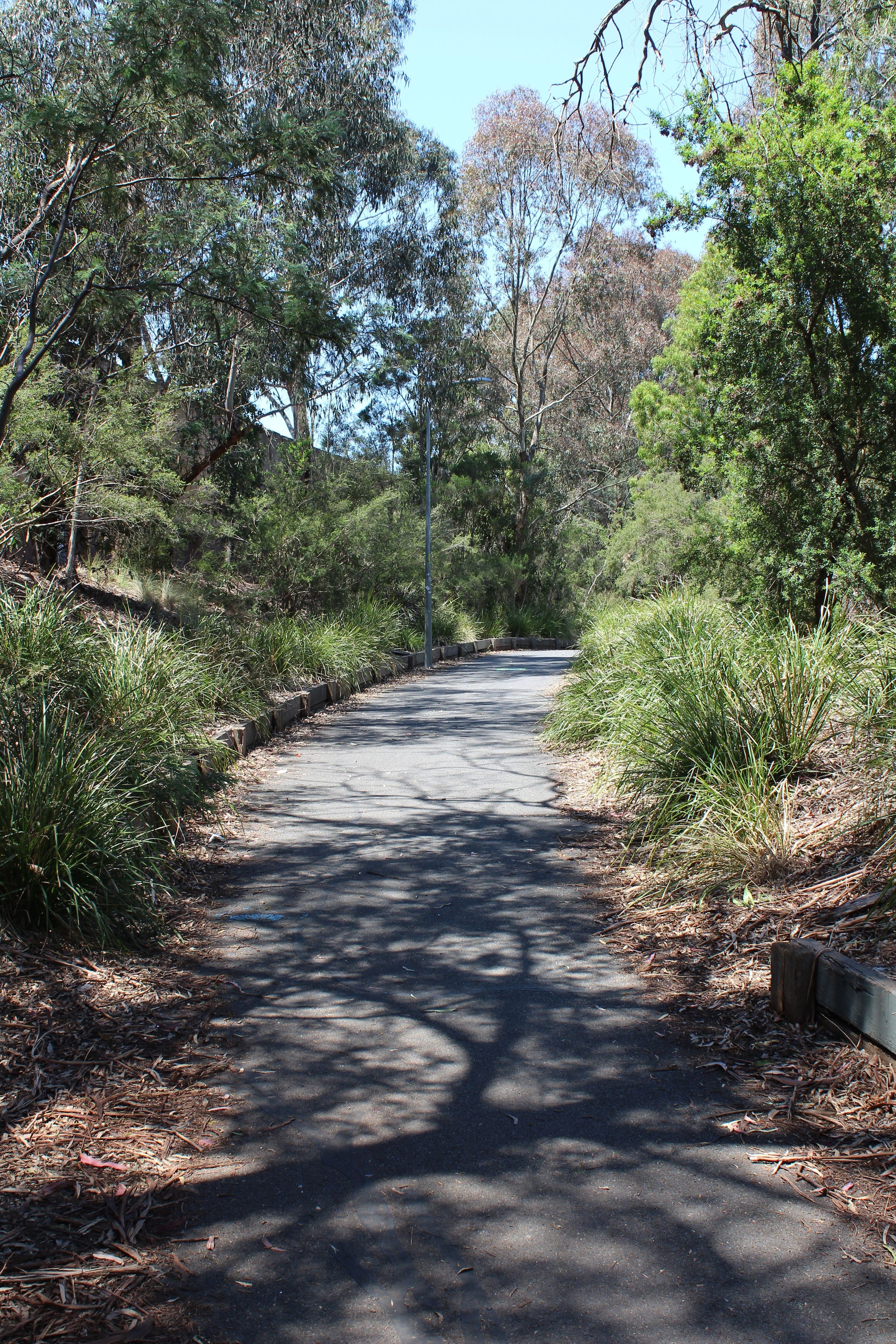 A paved pathway surrounded by dense greenery and trees.