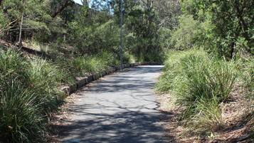 A paved pathway surrounded by dense greenery and trees.
