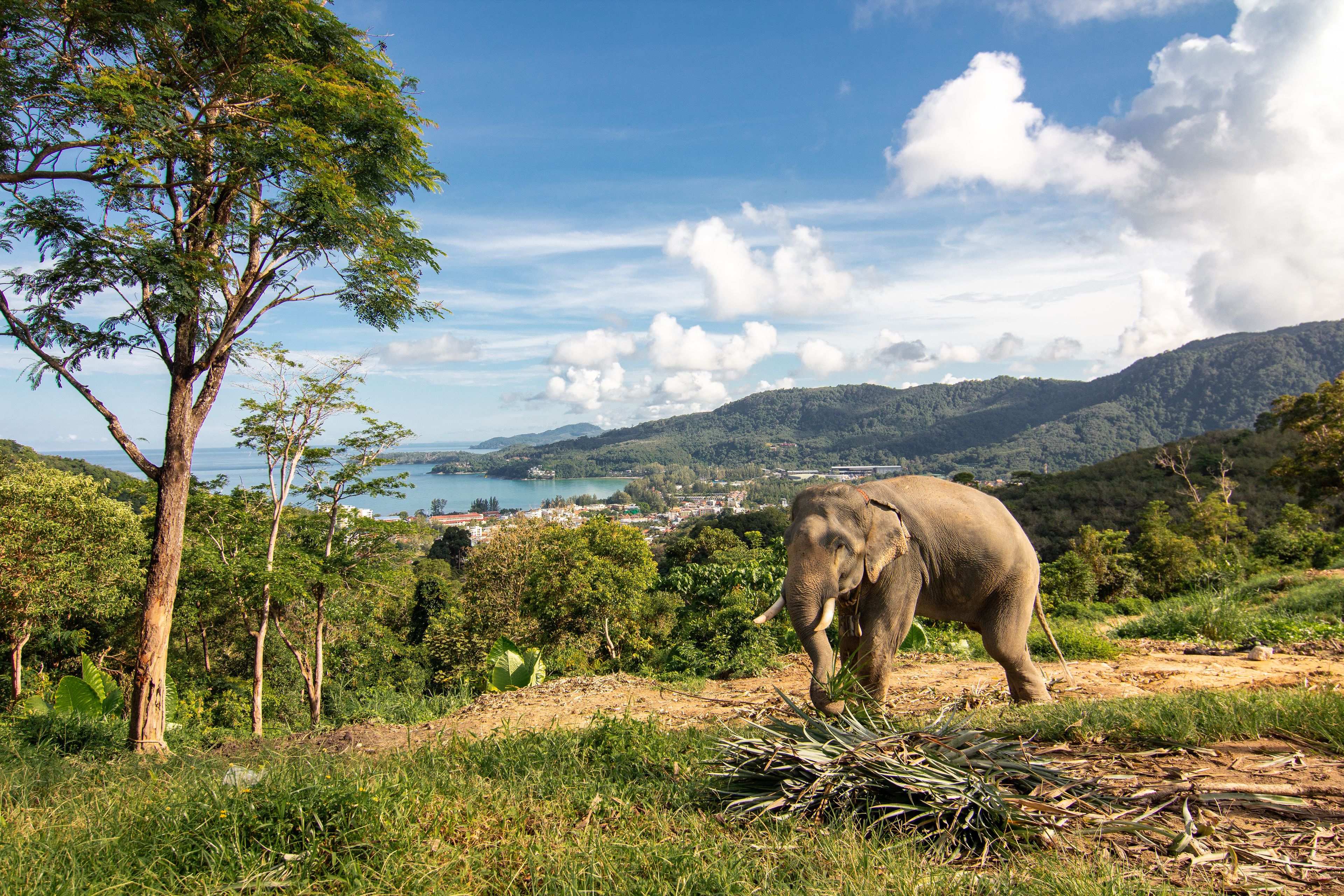 Photo - Kamala Beach Residence