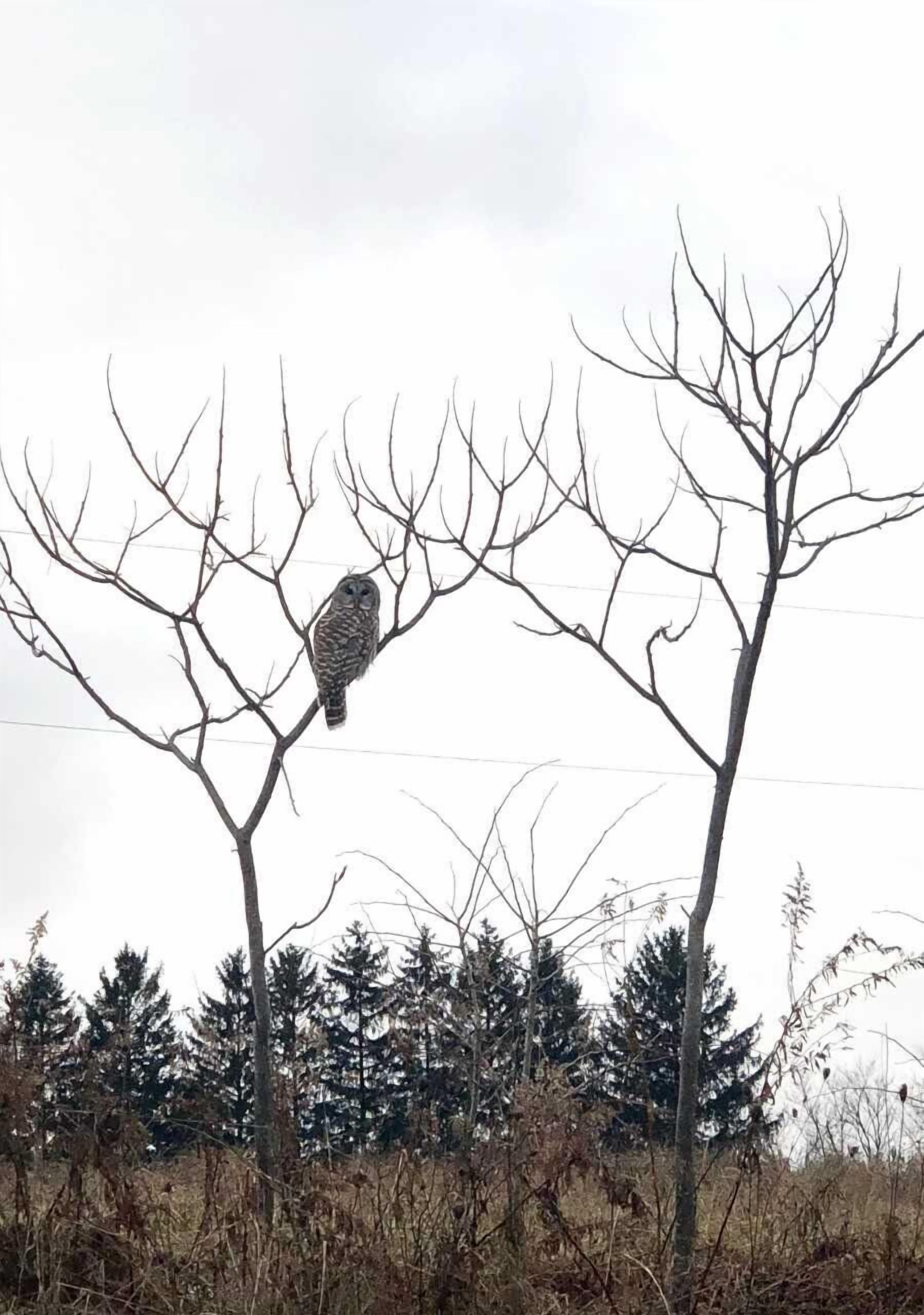 A bird perched on a bare tree branch.