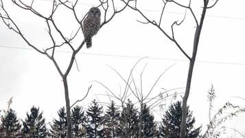 A bird perched on a bare tree branch.