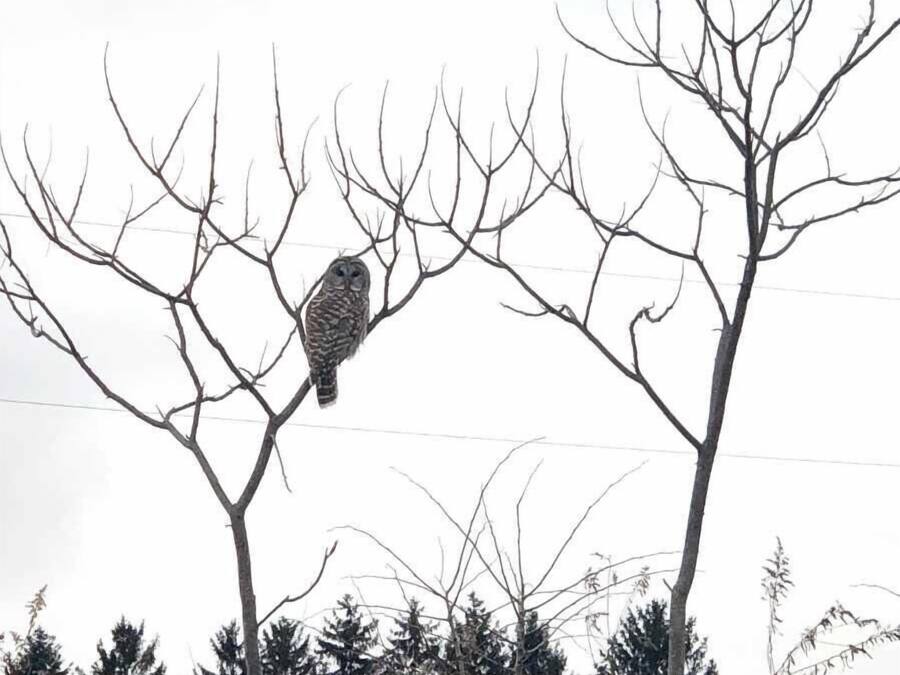 A bird perched on a bare tree branch.