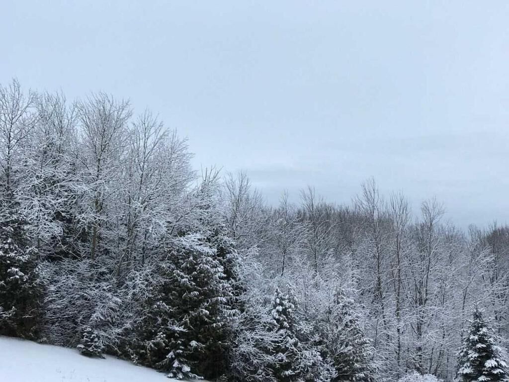 A snowy forest landscape with dense trees covered in snow.