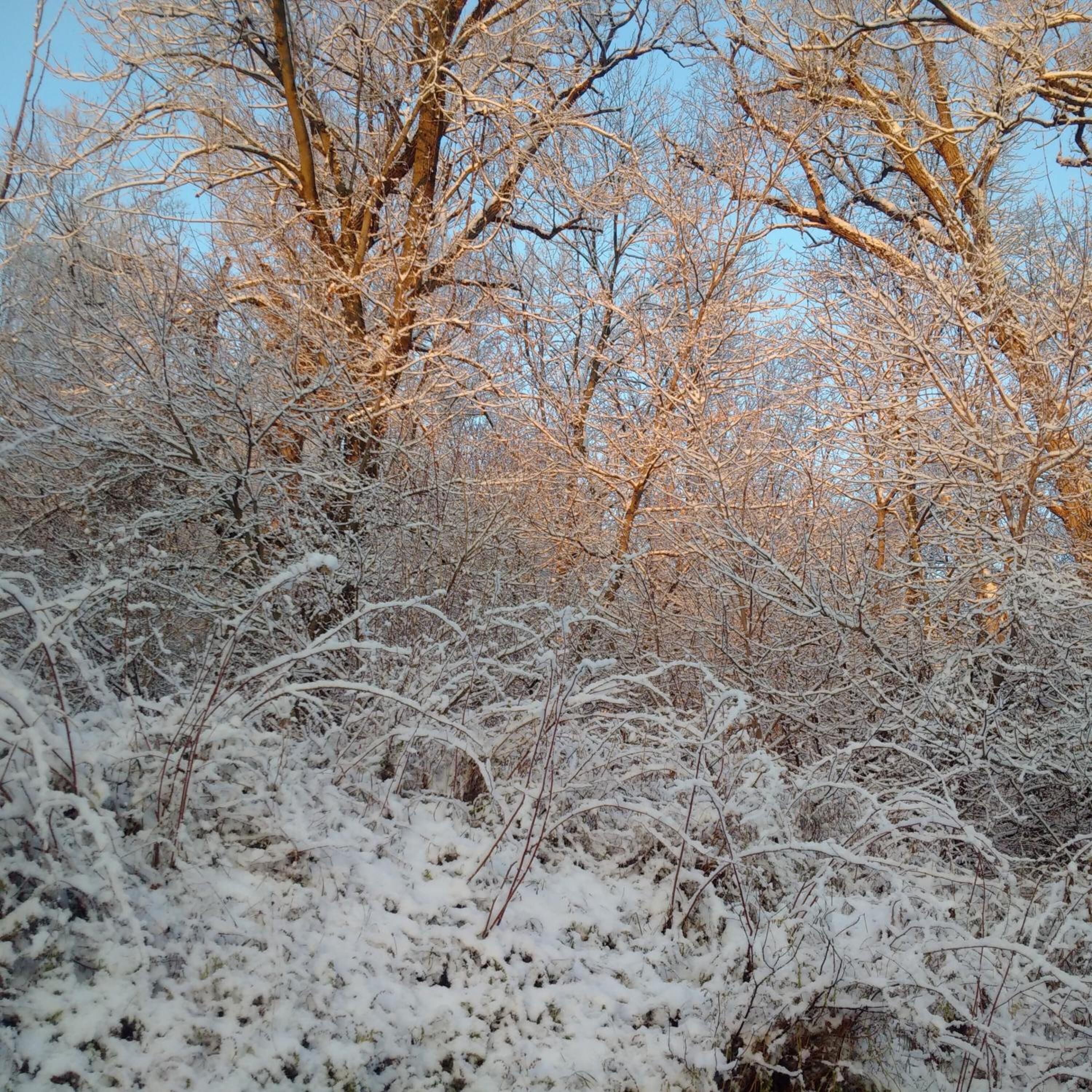 Une forêt dense, où le sol et les arbres sont recouverts de neige.