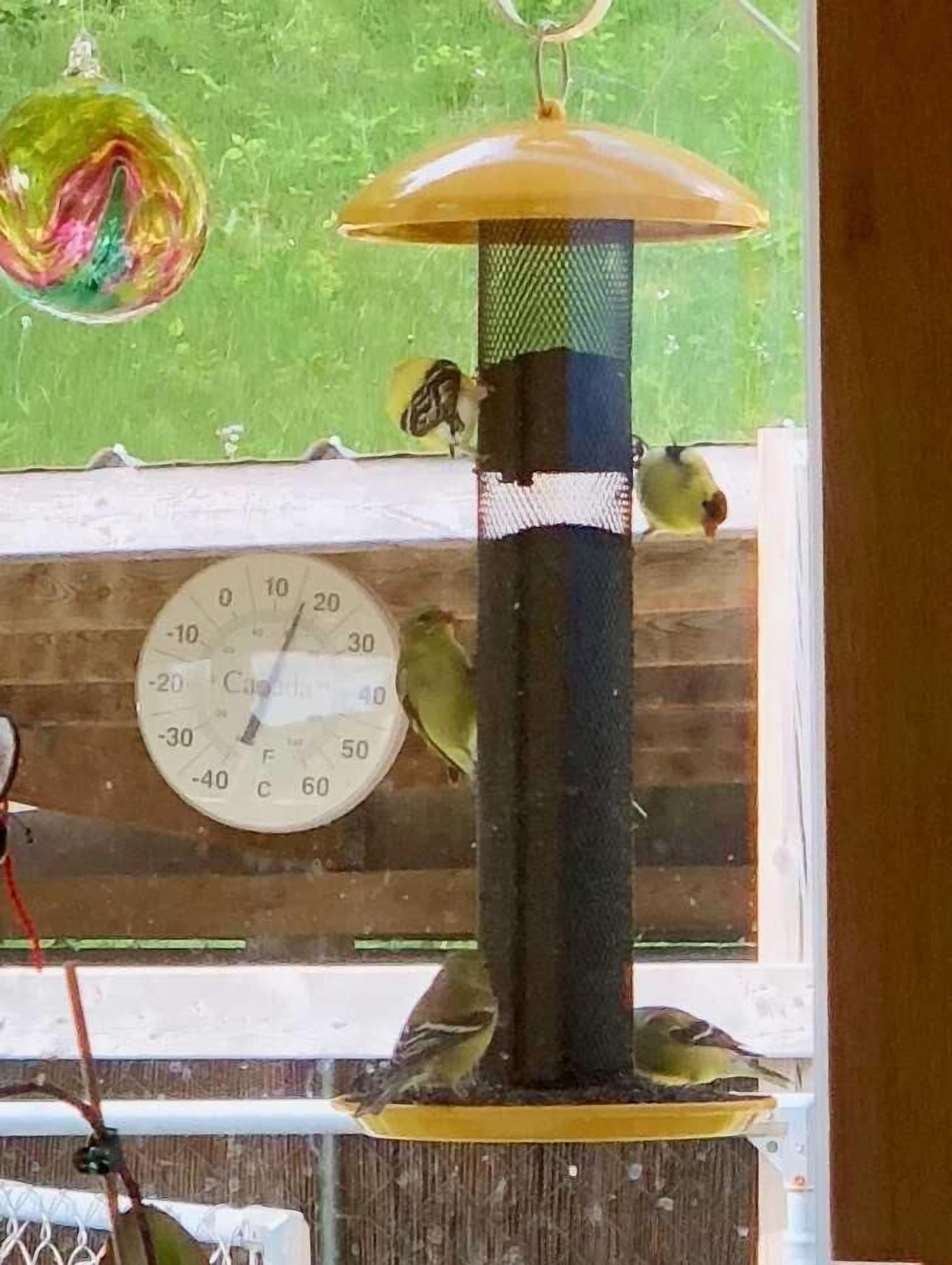 A bird feeder with a thermometer, a glass ornament, and a wooden fence.