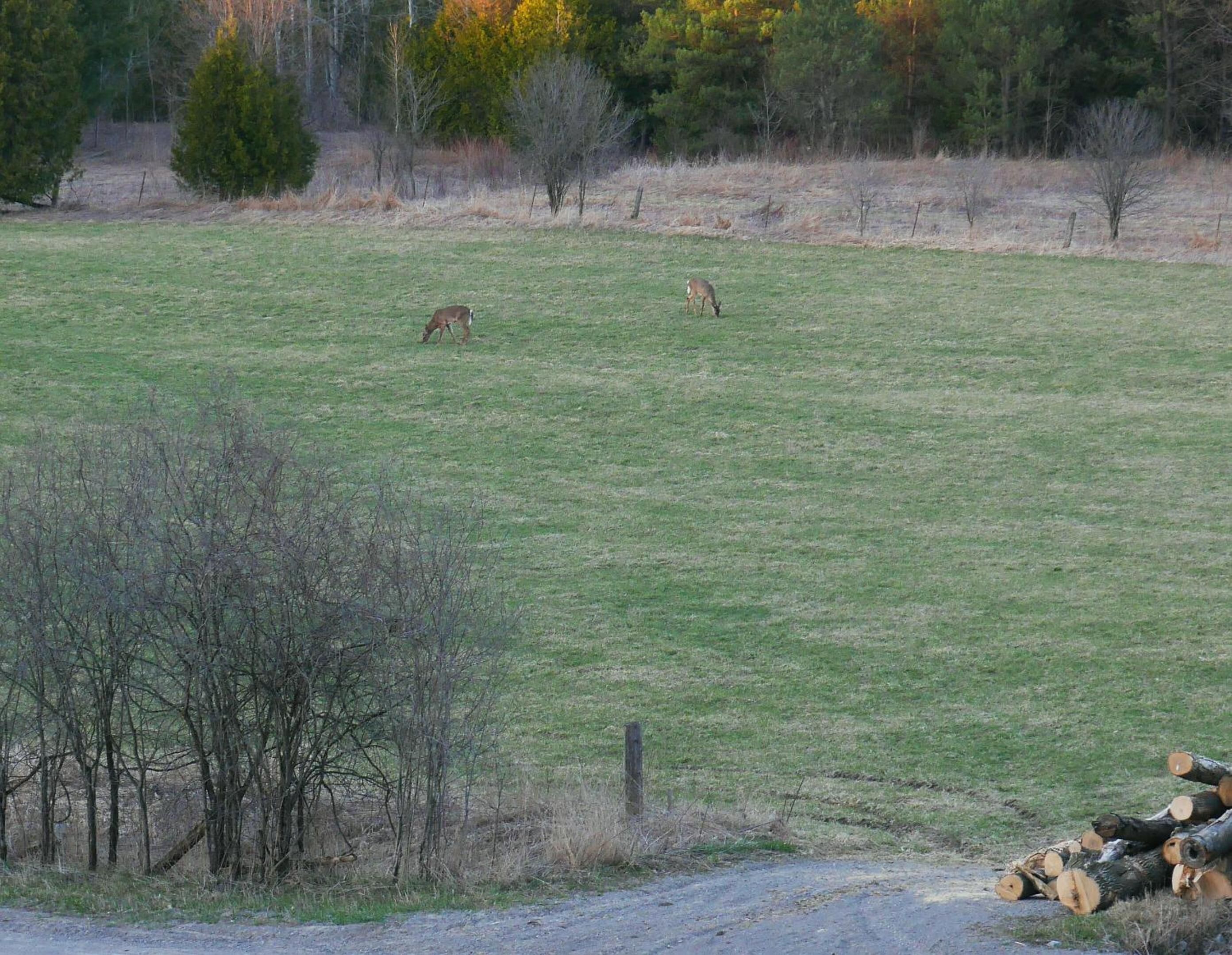 A grassy field with two deer grazing, surrounded by trees and a pile of logs.