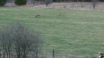 A grassy field with two deer grazing, surrounded by trees and a pile of logs.
